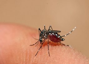 5 điều không nên làm khi bị sốt xuất huyết Dengue